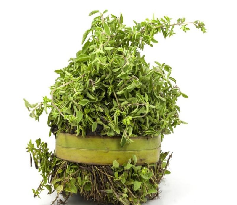 Mejorana fresca en manojo chico, hierba aromática de calidad para cocina profesional