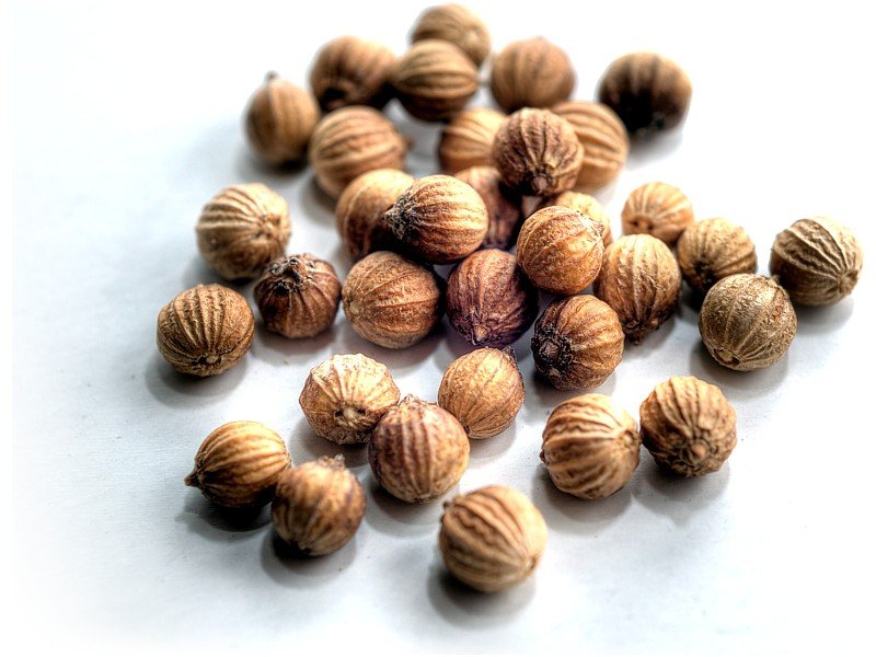 SEMILLA DE CILANTRO