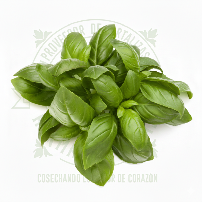 Albahaca Italiana fresca con hojas verde brillante, producto gourmet de Distribuidora Hermanos Rojas en Querétaro