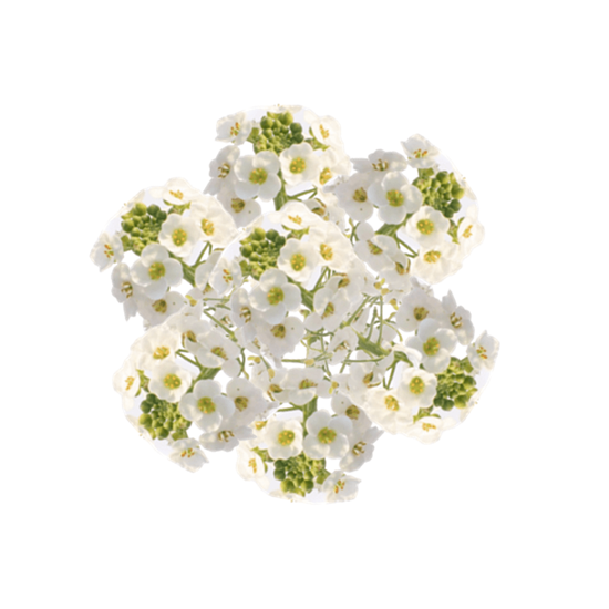FLOR COMESTIBLE (FLOR DE MANZANILLA)