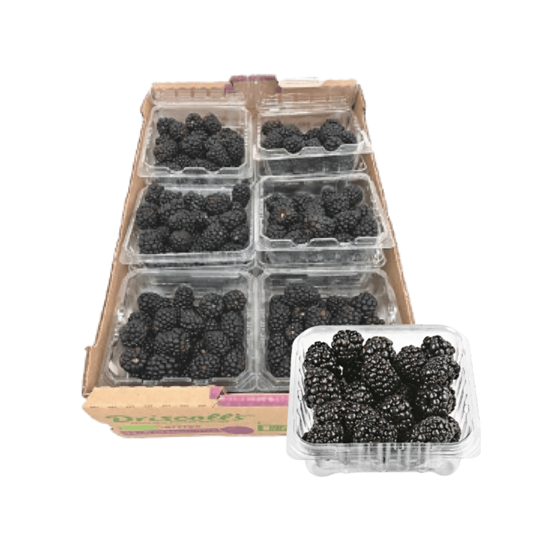 Zarzamora fresca caja con 12 domos de 170g cada uno para mayoreo
