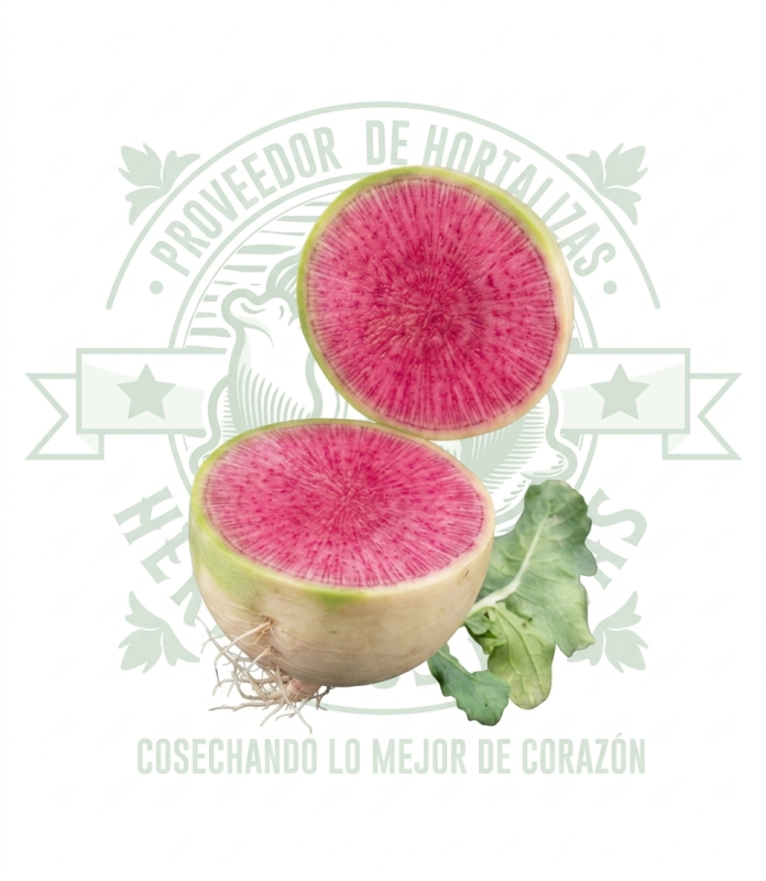 Rábano sandía gourmet con corazón rojo y rosado, variedad daikon shinrimei de Distribuidora Hermanos Rojas