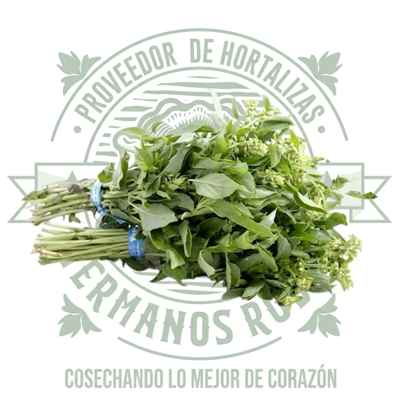 Albahaca fresca verde en ramo, producto de Distribuidora Hermanos Rojas Querétaro