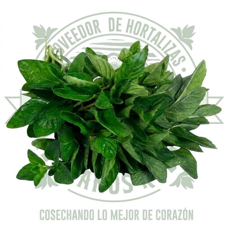 Hierba buena fresca y aromática, distribuidor mayorista Hermanos Rojas Querétaro