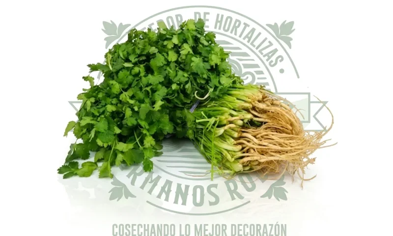 CILANTRO MANOJO GRANDE
