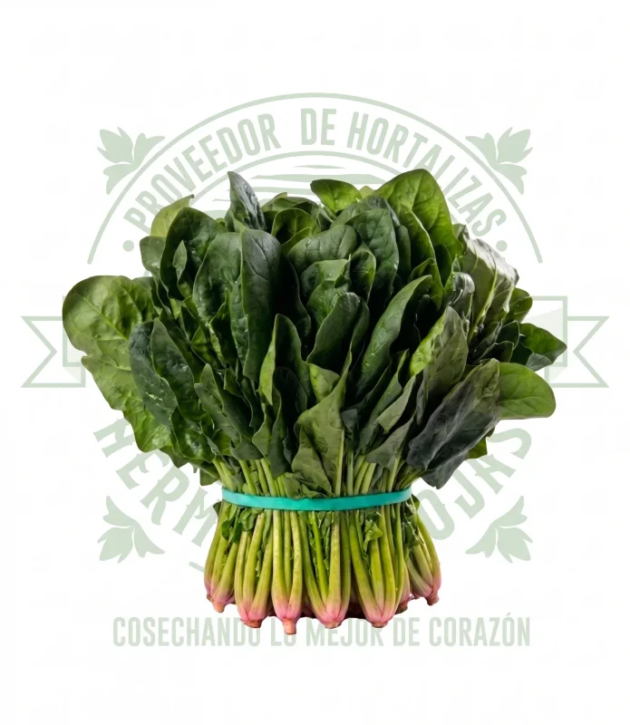 ESPINACA MANOJO