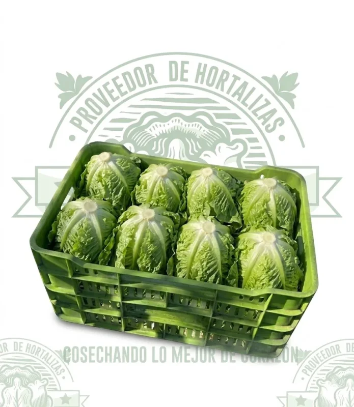 LECHUGA ITALIANA 10 pzas