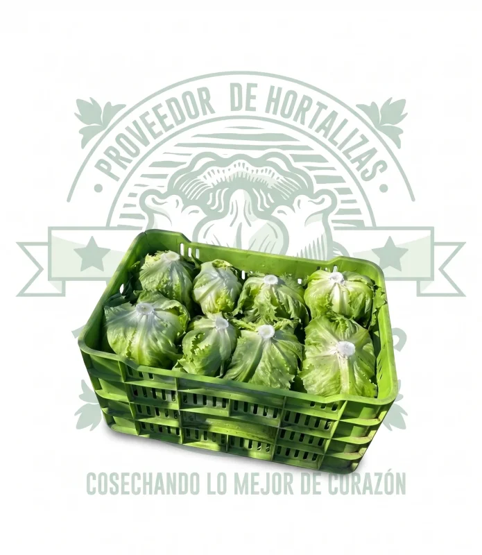 LECHUGA ROMANA 12 pzas