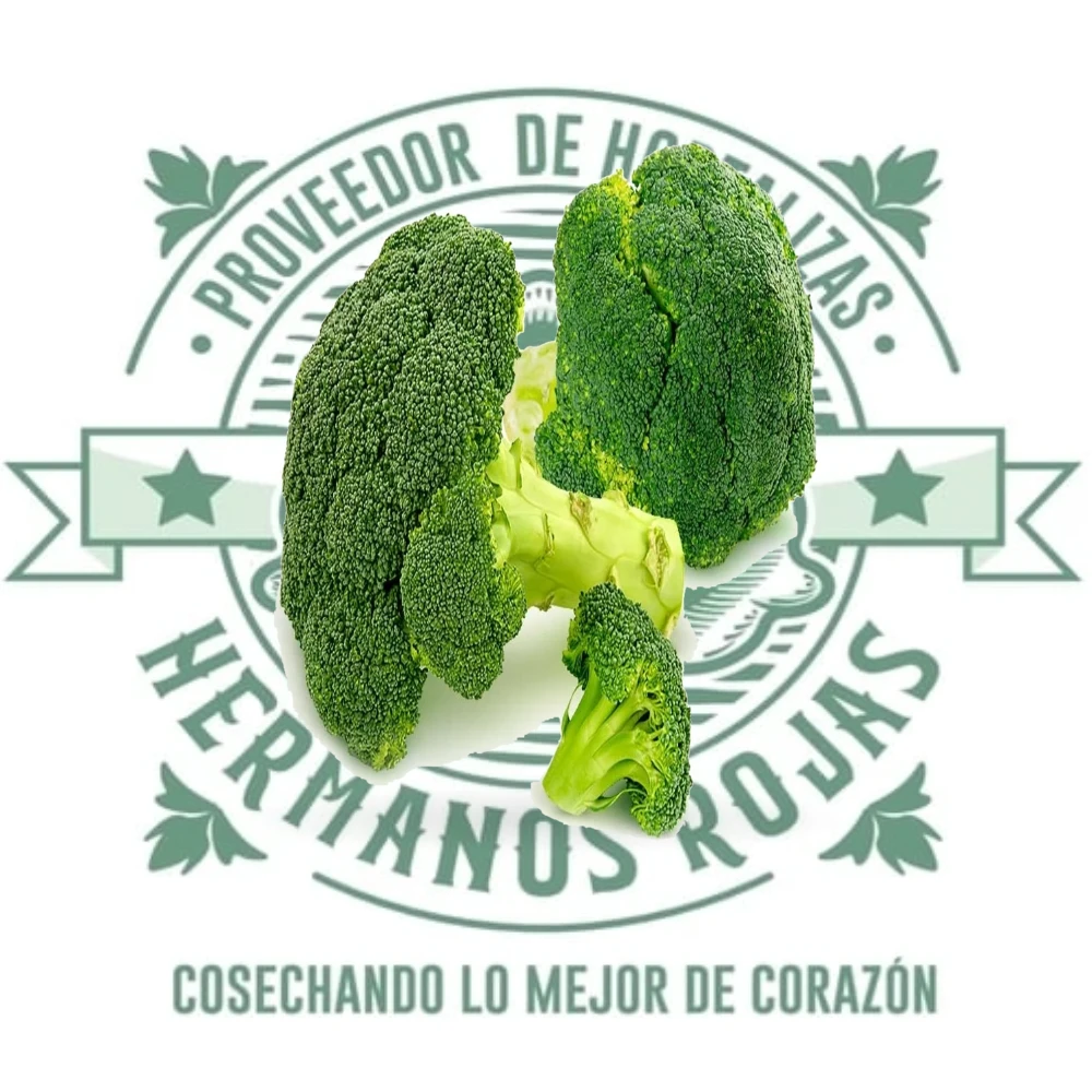 Brócoli fresco de alta calidad, florete verde intenso, distribuido por Hermanos Rojas en Querétaro