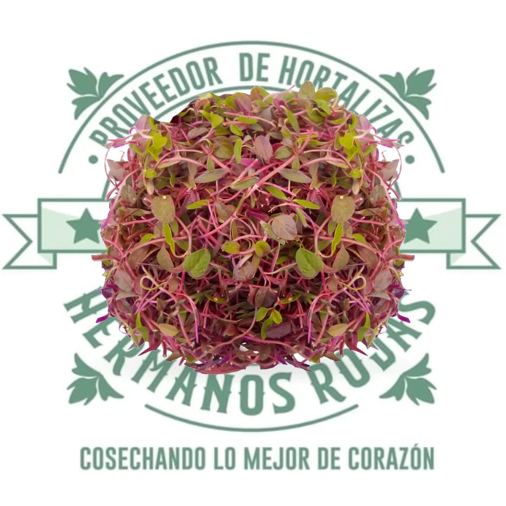 Brote de amaranto fresco microgreens gourmet en domo refrigerado