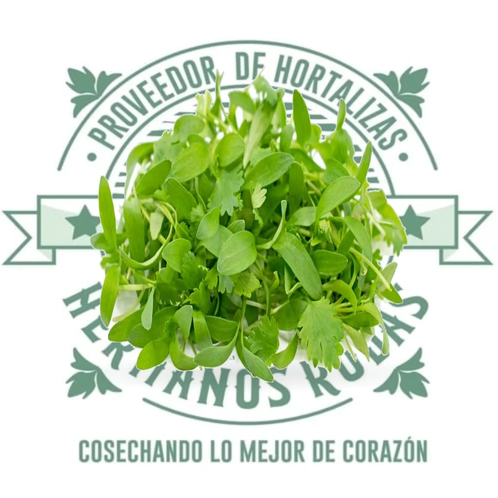Brote de cilantro fresco gourmet de 100g en domo, distribuido por Hermanos Rojas