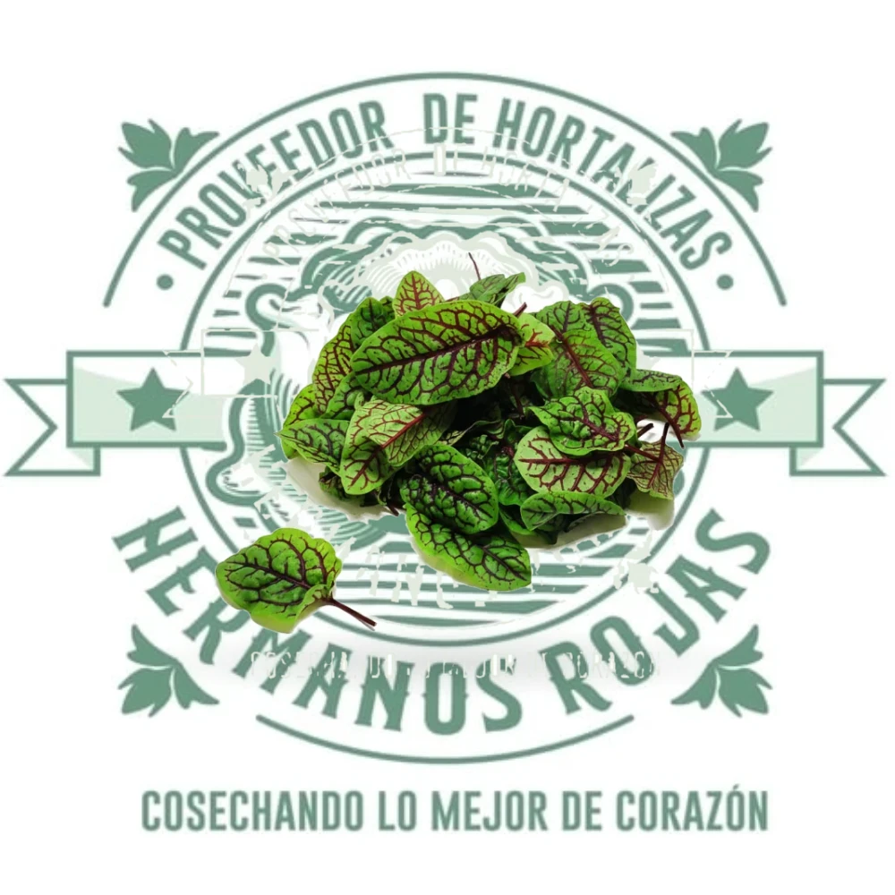 BROTE DE SORREL 