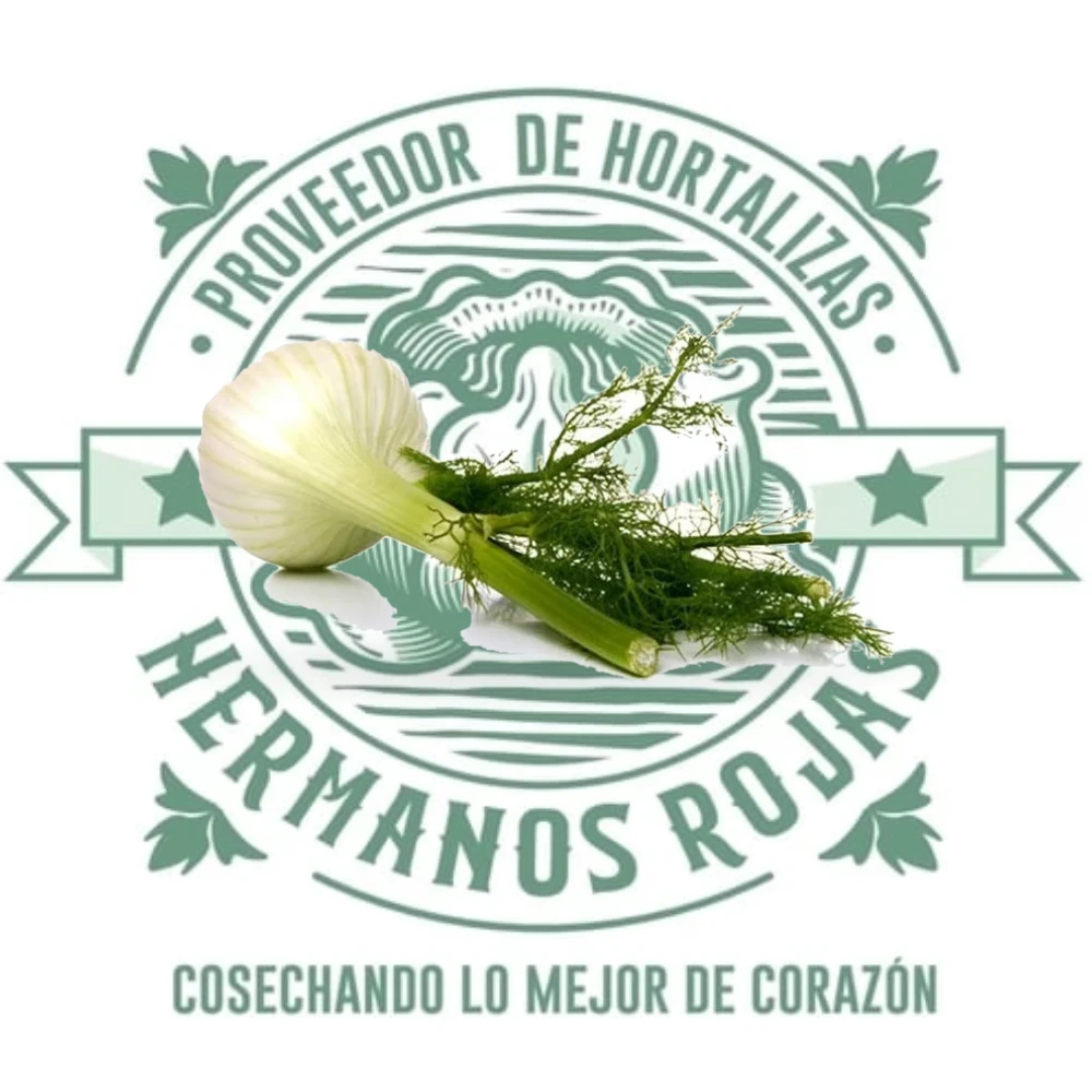 Bulbo de hinojo fresco gourmet de calidad premium Distribuidora Hermanos Rojas Querétaro