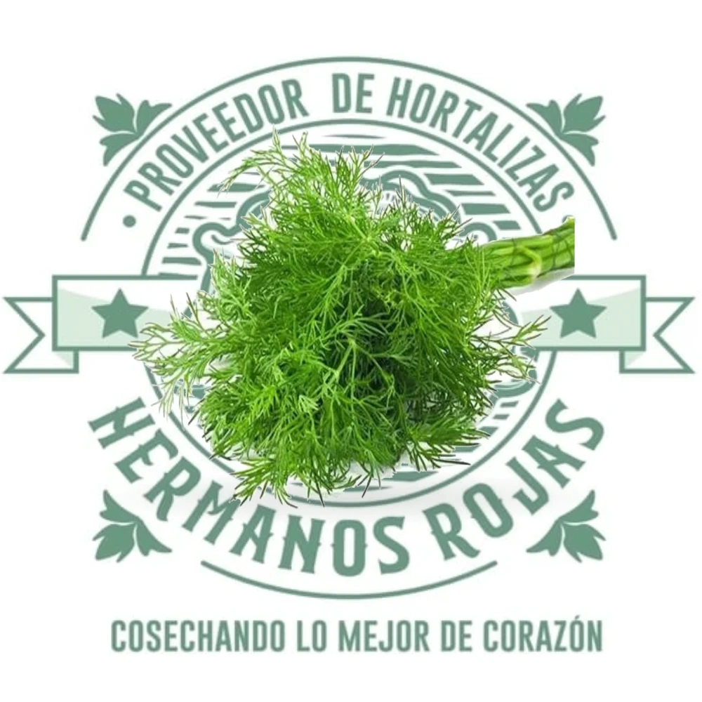 Eneldo fresco en rama para cocina profesional y comercial