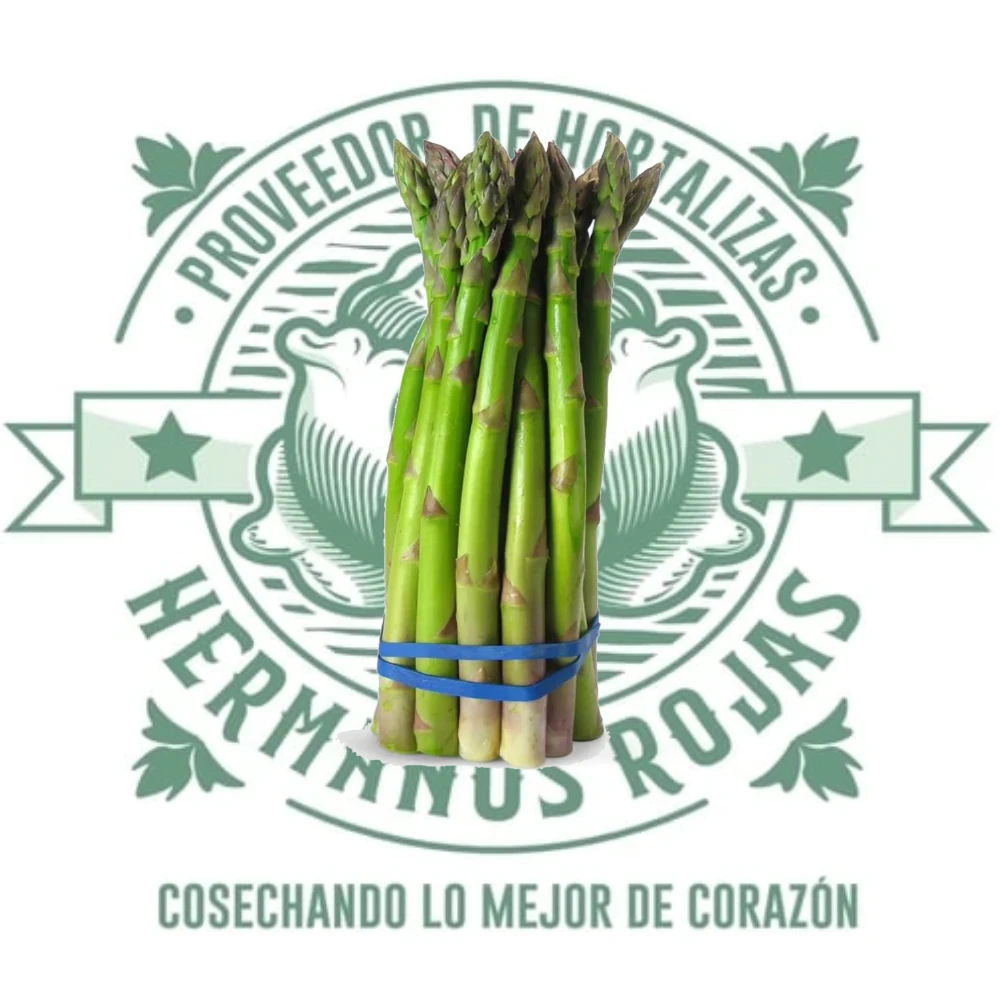 Espárragos frescos de calidad premium distribuidor Querétaro México