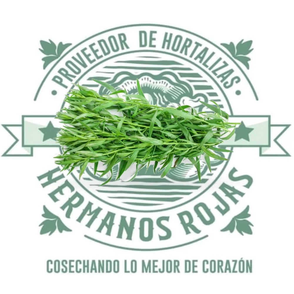 Estragón fresco de calidad premium distribuido por Hermanos Rojas en Querétaro
