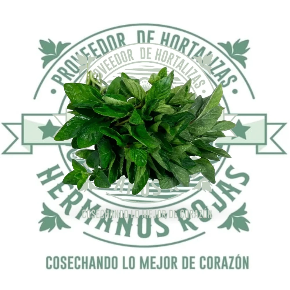 Hierba buena fresca y aromática, distribuidor mayorista Hermanos Rojas Querétaro
