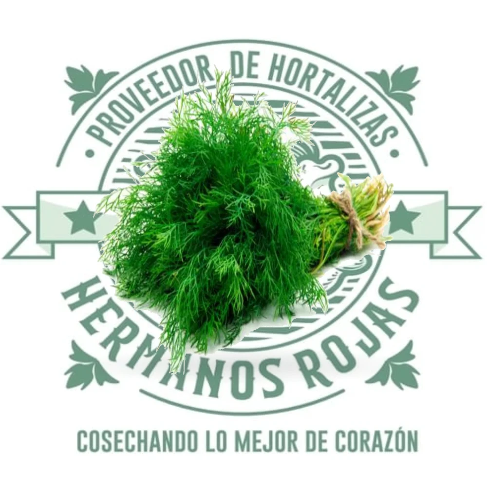Hinojo fresco con bulbo, tallos y hojas verdes de Distribuidora Hermanos Rojas