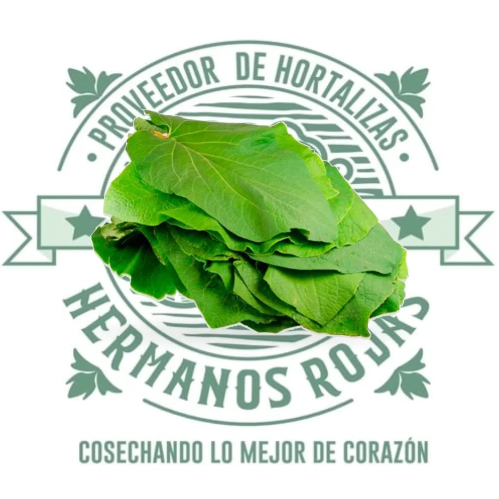 HOJA SANTA