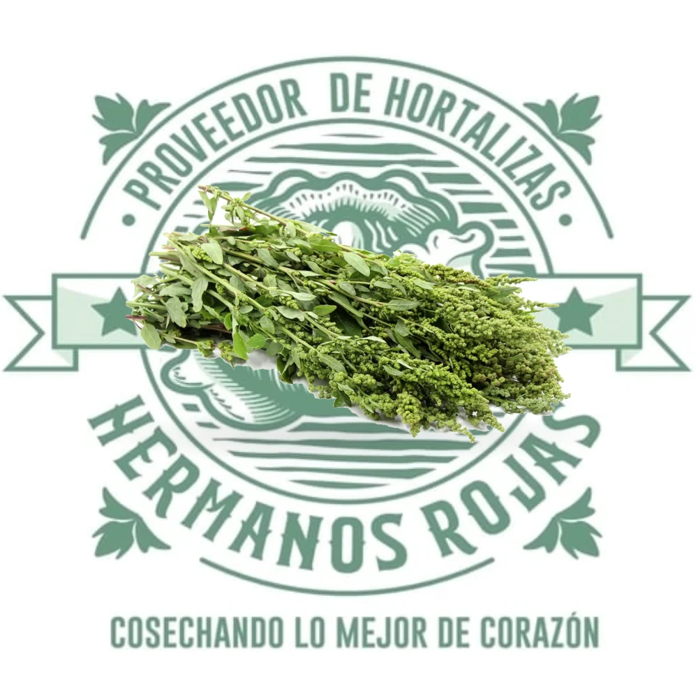 Huazontle fresco de temporada, hortaliza mexicana de hojas verdes comestibles
