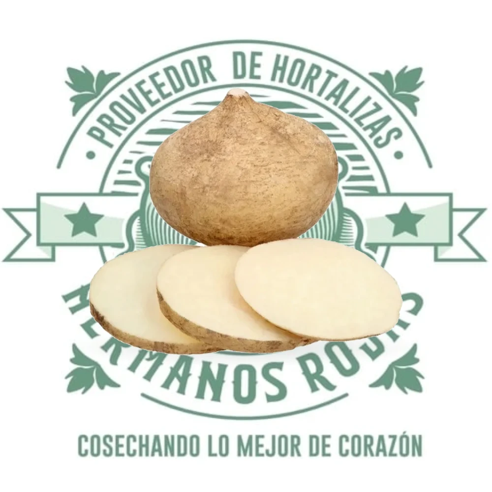 Jícama fresca de alta calidad lista para distribuir en Querétaro México