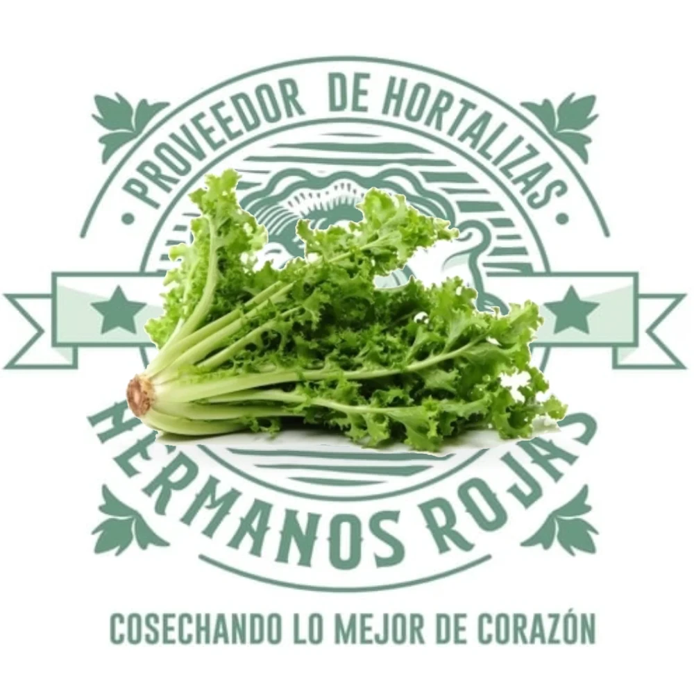 LECHUGA ESCAROLA