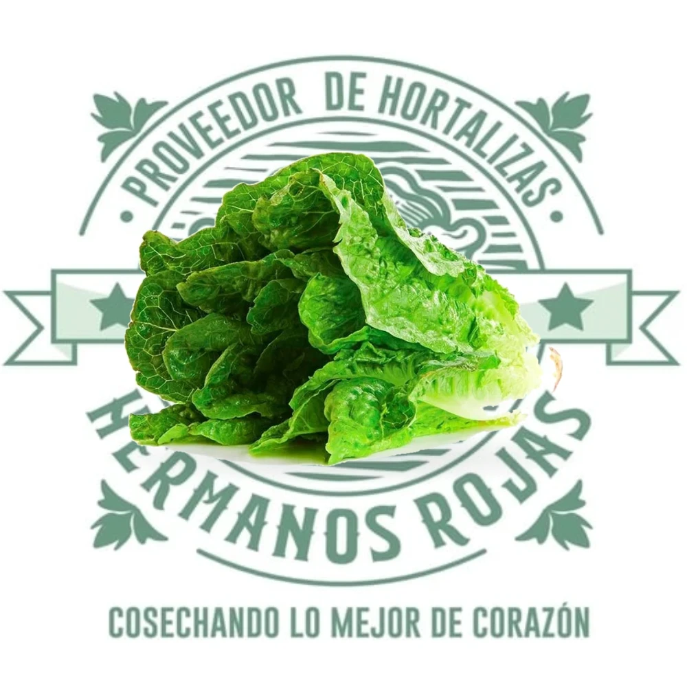 LECHUGA OREJONA