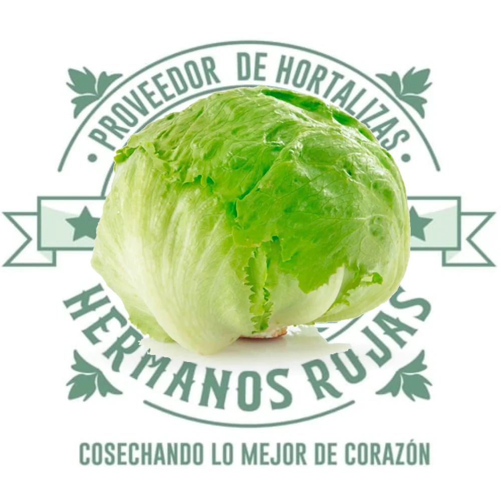 LECHUGA ROMANA