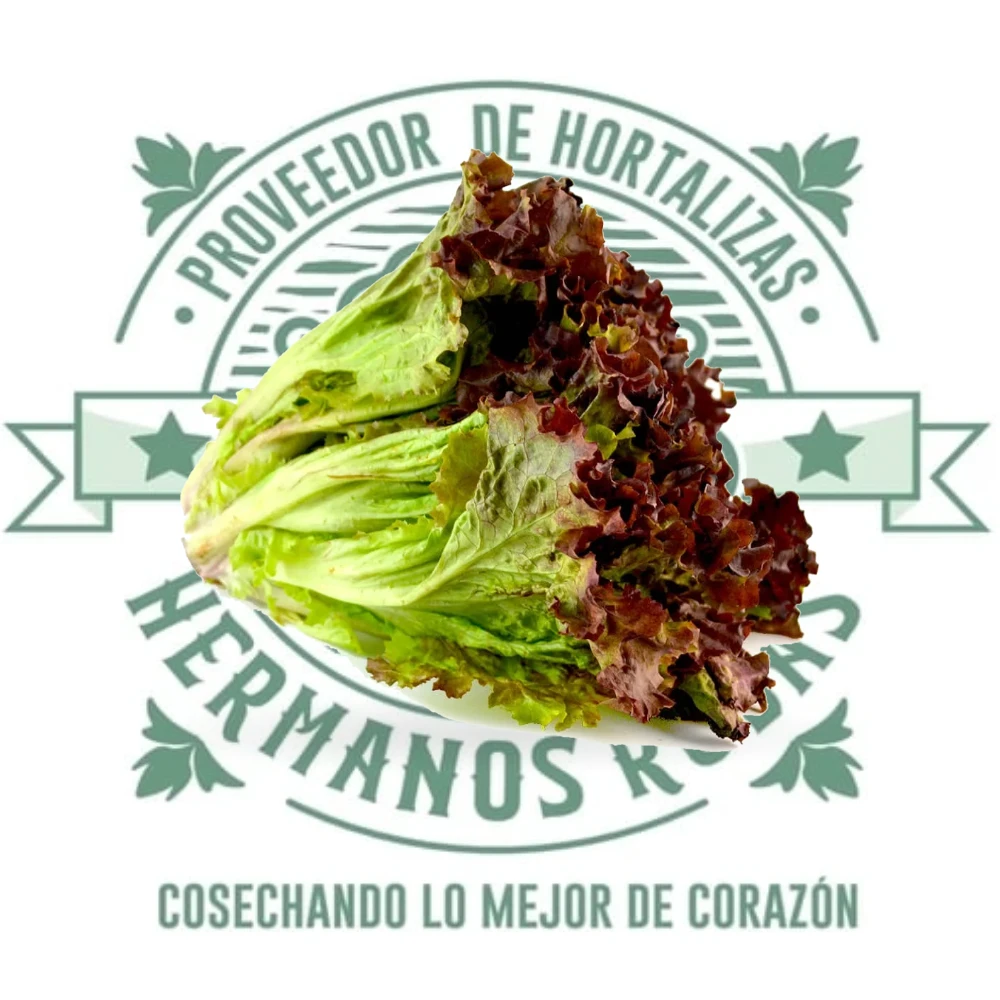 LECHUGA SANGRIA