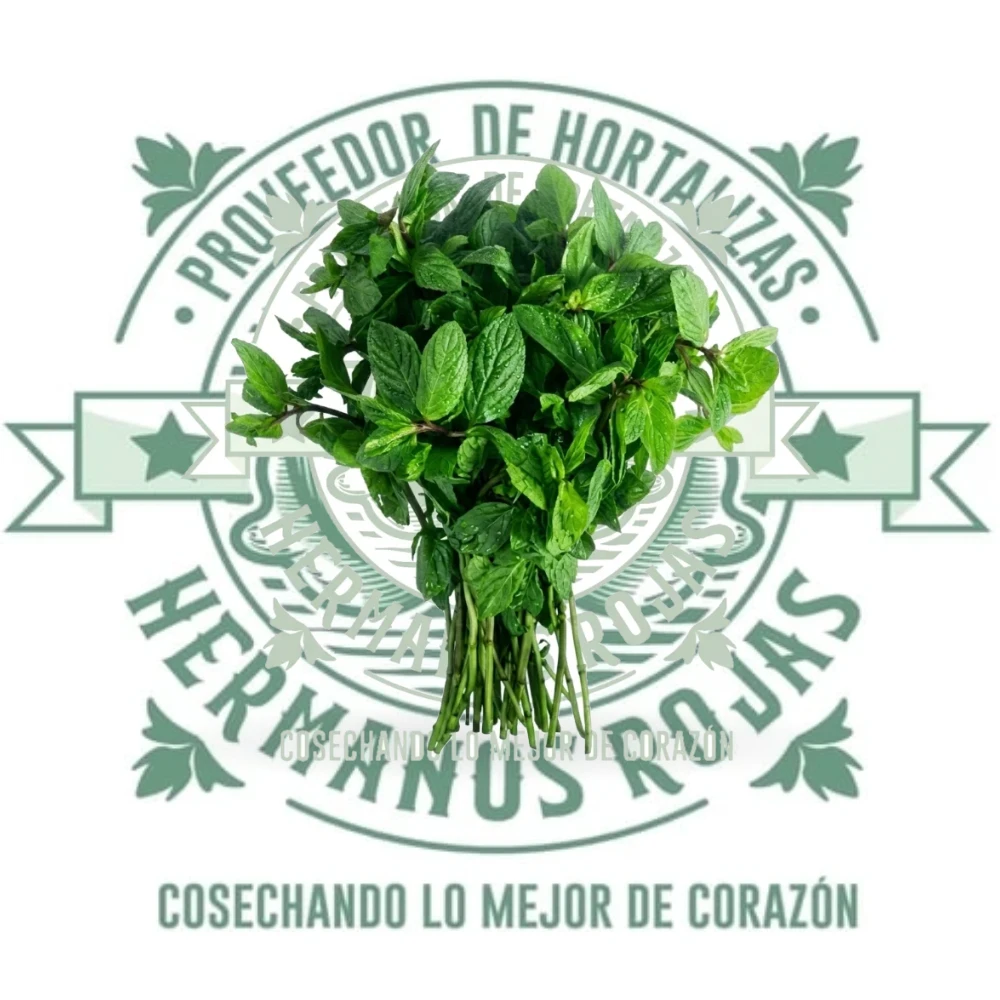MENTA