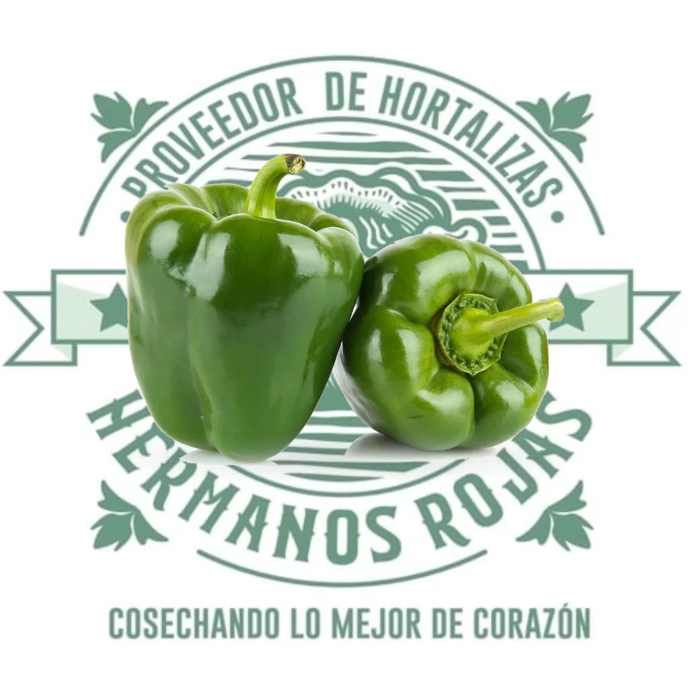 Morrón verde fresco de alta calidad distribuido por Hermanos Rojas en Querétaro