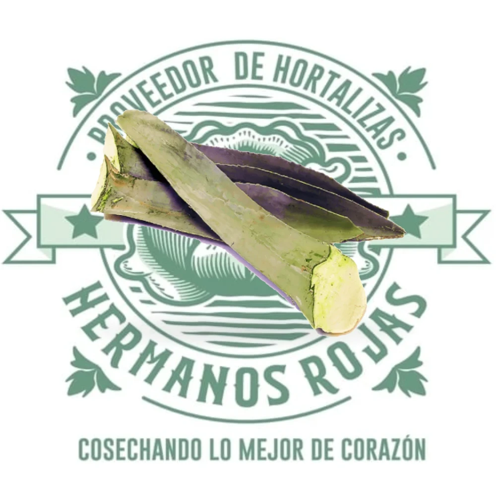 Penca de maguey fresca de alta calidad para cocina mexicana tradicional