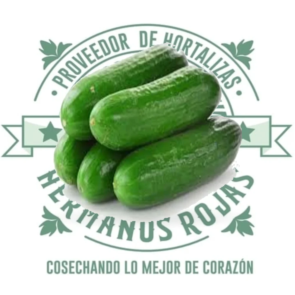 Pepinillo fresco de alta calidad de Distribuidora Hermanos Rojas en Querétaro