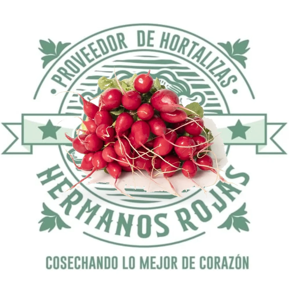 Rábanos frescos y naturales de Distribuidora Hermanos Rojas en Querétaro, México