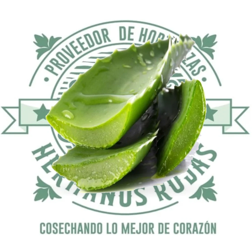 Sábila fresca de alta calidad, aloe vera natural para cocina profesional en Querétaro