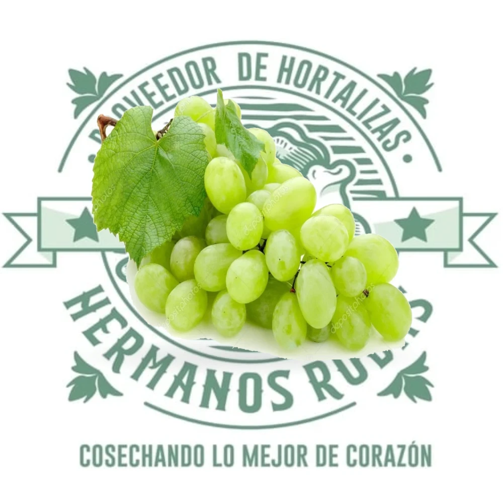 Racimo de uva verde fresca de alta calidad de Distribuidora Hermanos Rojas en Querétaro