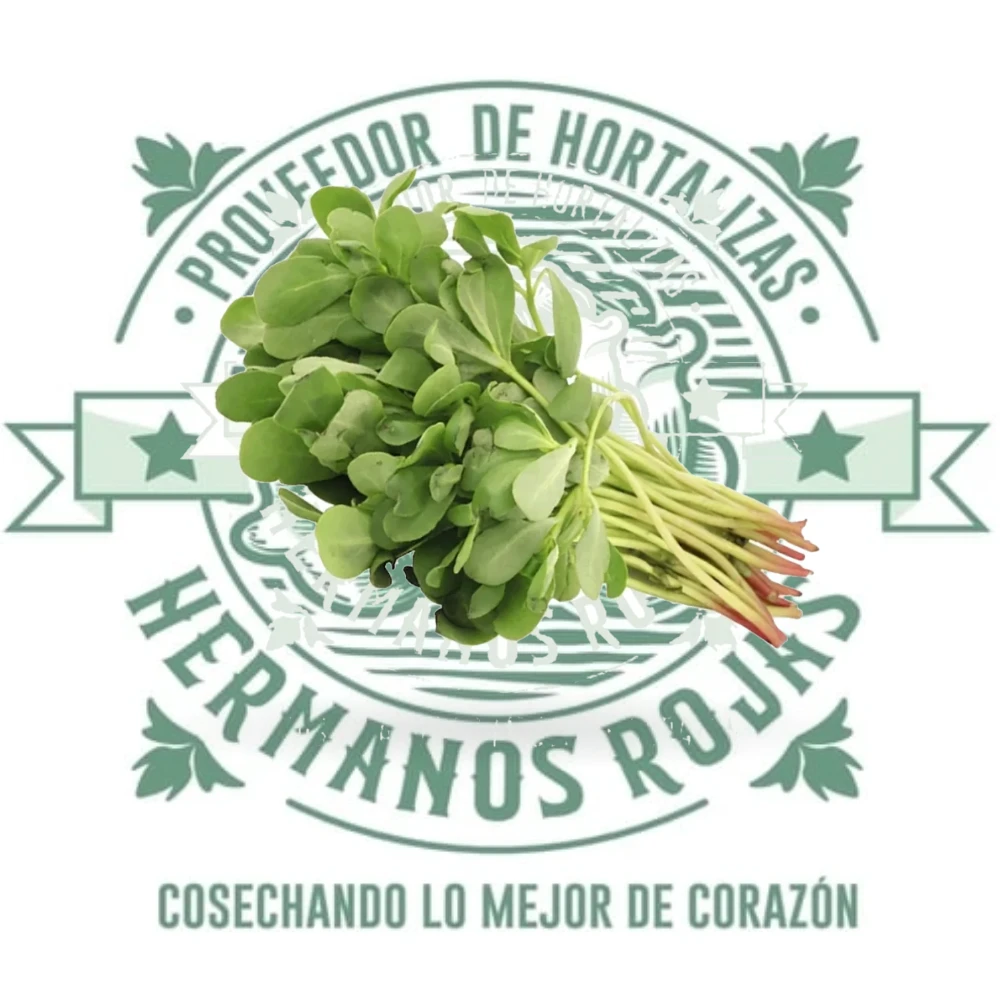 Verdolaga fresca y natural de Distribuidora Hermanos Rojas en Querétaro