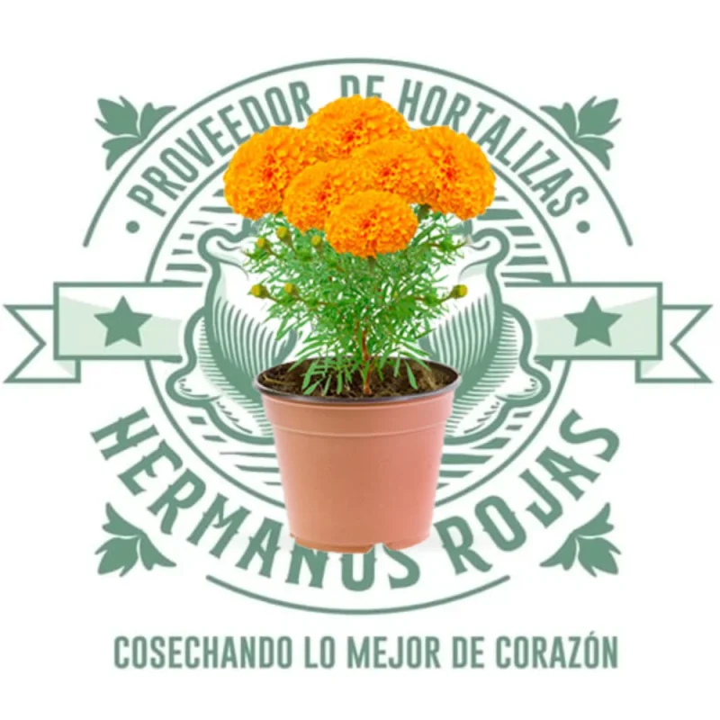 MACETA FLOR DE CEMPUASUCHIL  en Querétaro - Distribuidora Hermanos Rojas