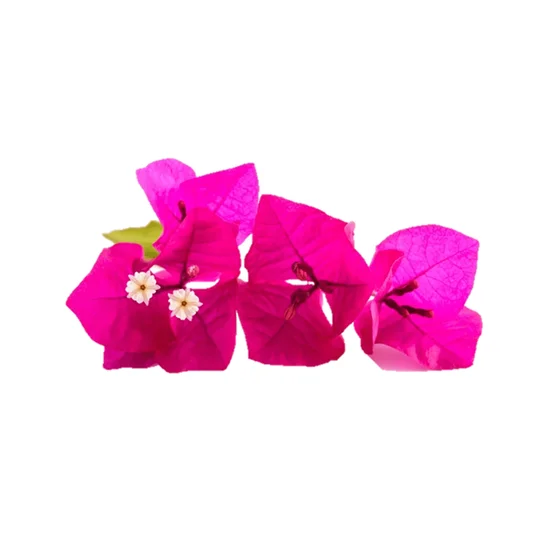 FLOR COMESTIBLE (BUGAMBILIA) en Querétaro - Distribuidora Hermanos Rojas