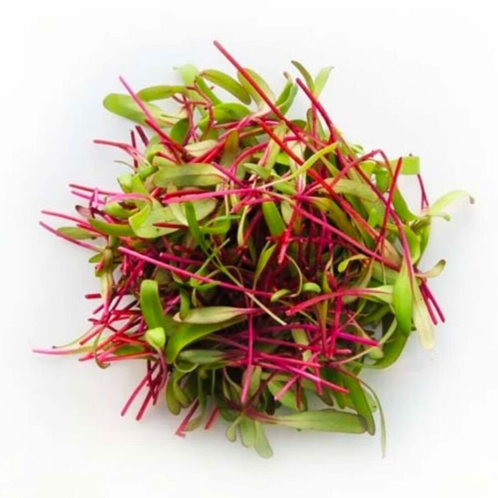 Brote de betabel fresco en domo de 100g, producto gourmet de Hermanos Rojas Querétaro