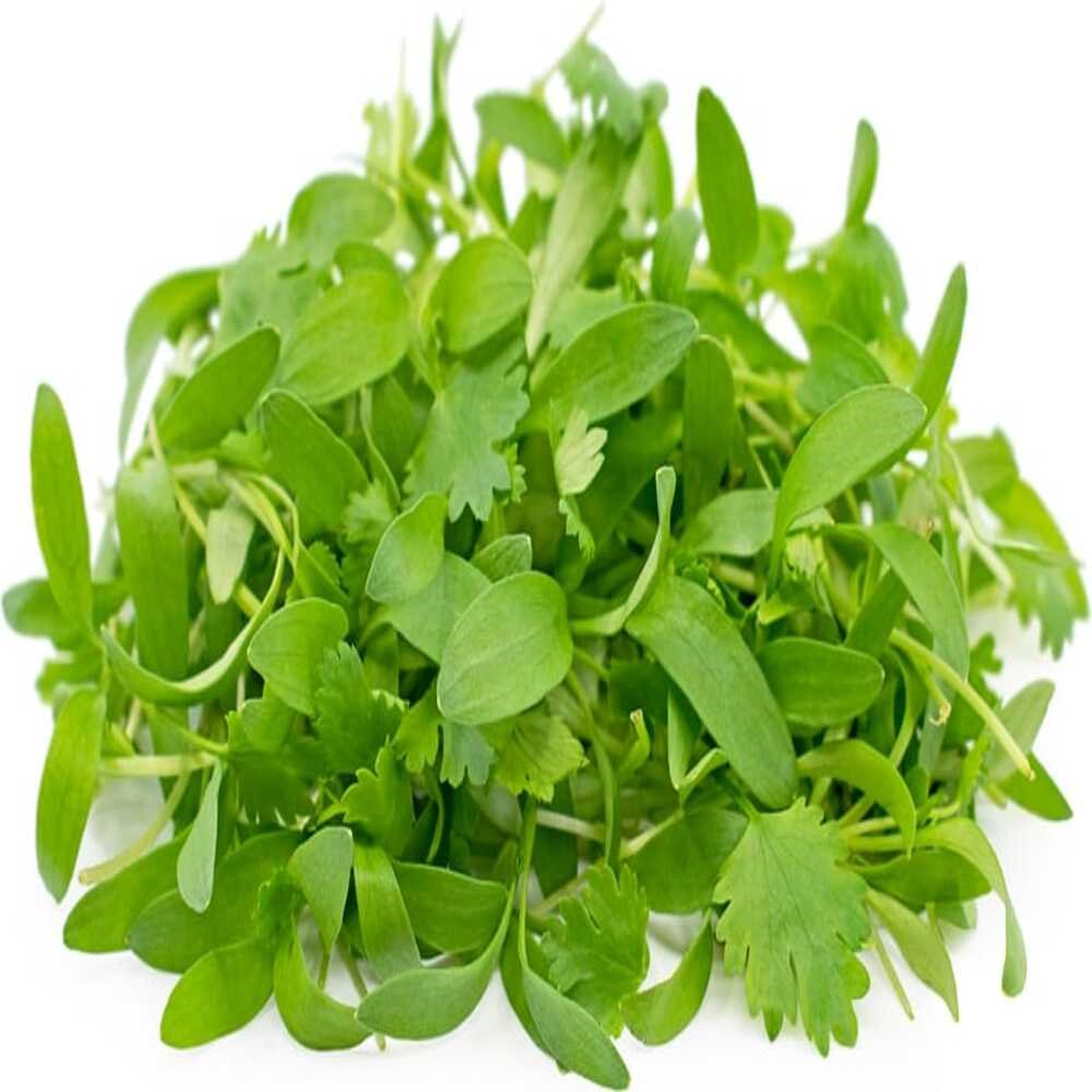 Brote de cilantro fresco gourmet de 100g en domo, distribuido por Hermanos Rojas