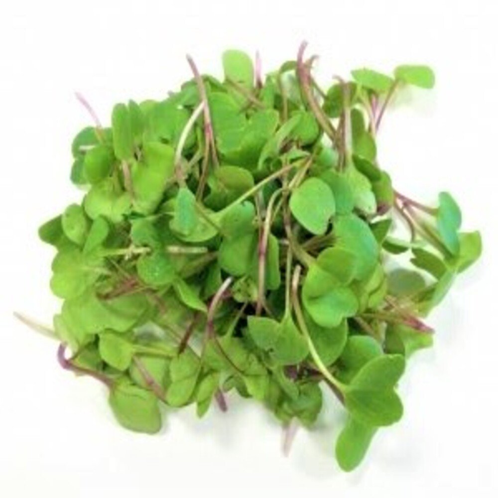 Brote de rábano fresco gourmet en domo de 100g de alta calidad nutricional