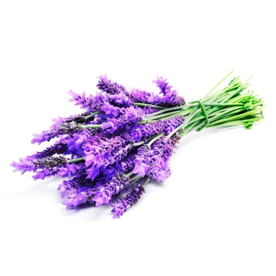 LAVANDA en Querétaro - Distribuidora Hermanos Rojas