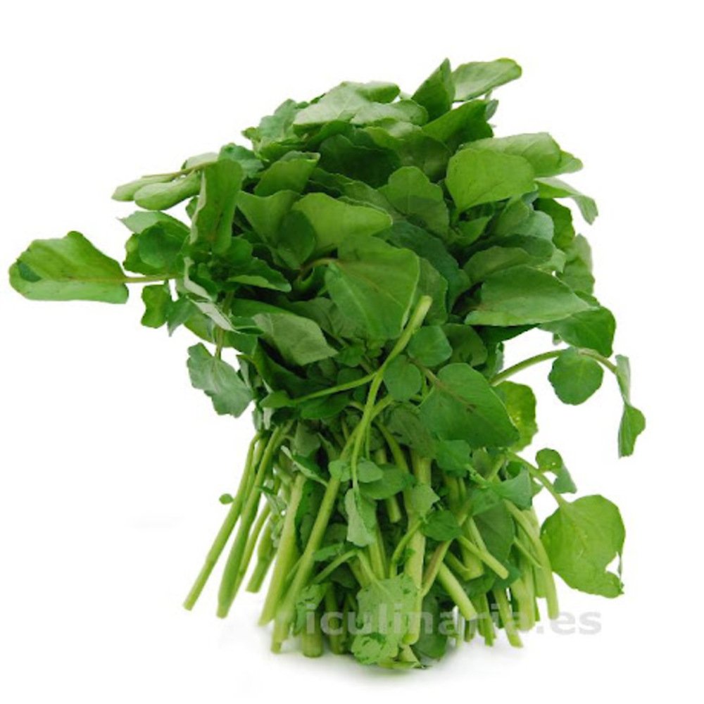 BERROS