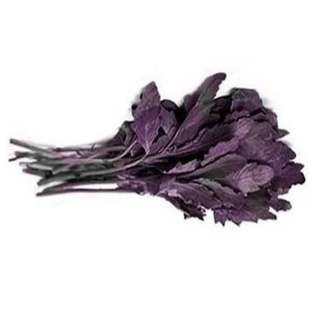 Epazote morado fresco de alta calidad, hierba aromática mexicana para condimentar