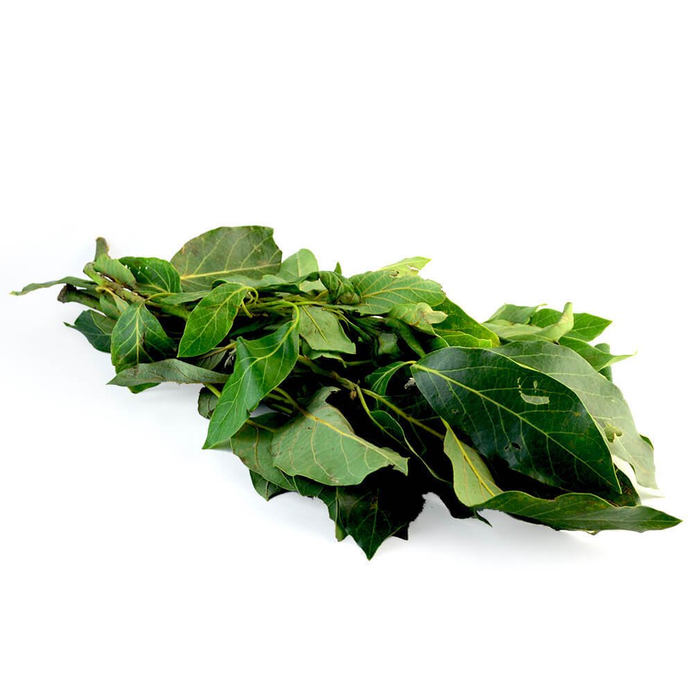 Hoja de aguacate fresca natural de Querétaro para uso medicinal y culinario