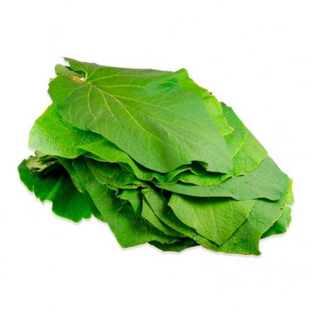 Hoja Santa fresca de alta calidad, ingrediente tradicional mexicano