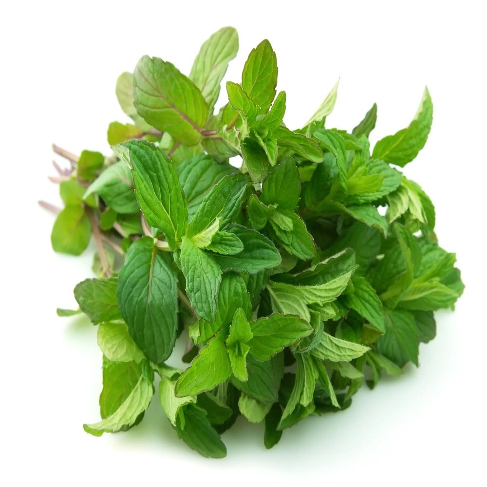Menta fresca verde de calidad premium para restaurantes y negocios en Querétaro