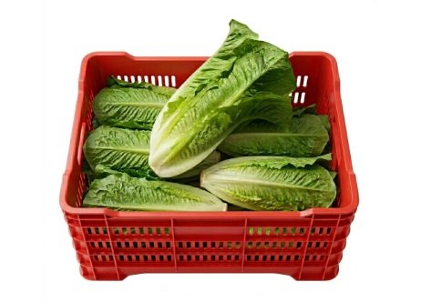 Lechuga Orejona fresca 10 piezas caja mayoreo Querétaro Distribuidora Hermanos Rojas