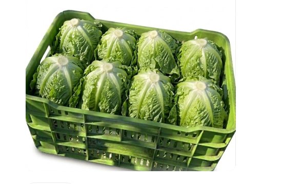 Lechuga italiana fresca 10 piezas caja mayoreo Querétaro